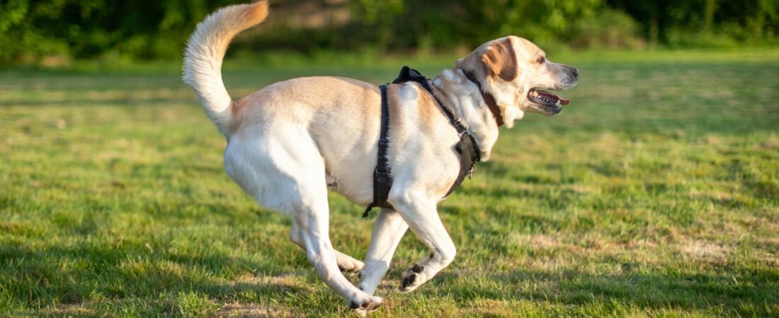 Exercise and Your Labrador Retriever