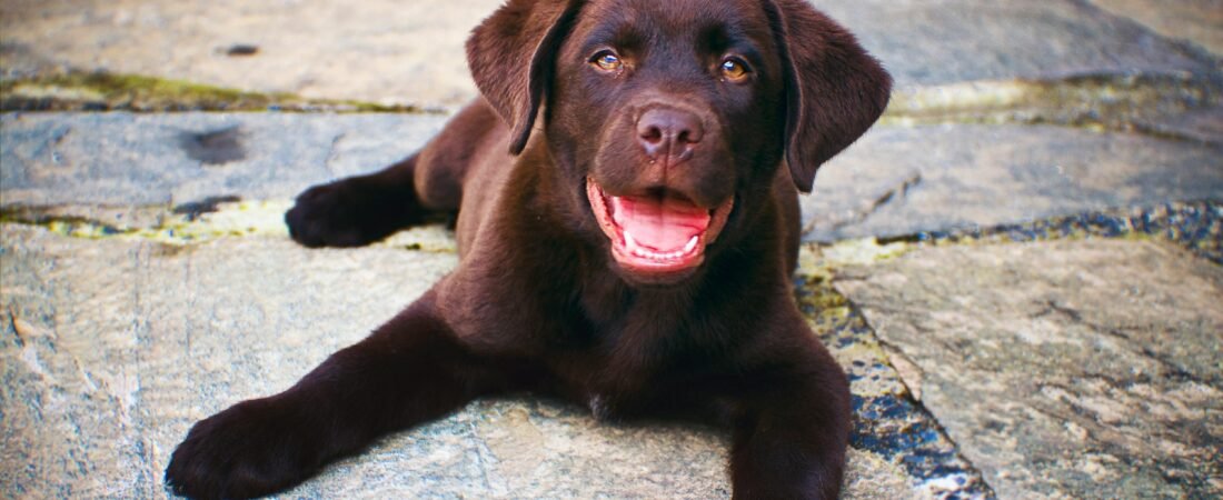 Basic Tips – How to Care for Your Labrador Retriever Puppy