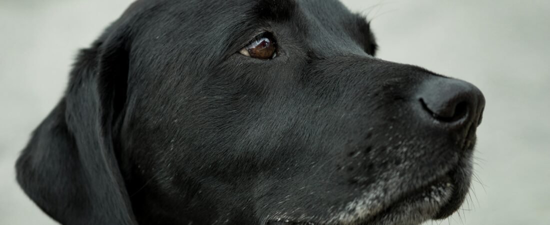 Essential Tips for Raising a Happy Labrador Retriever