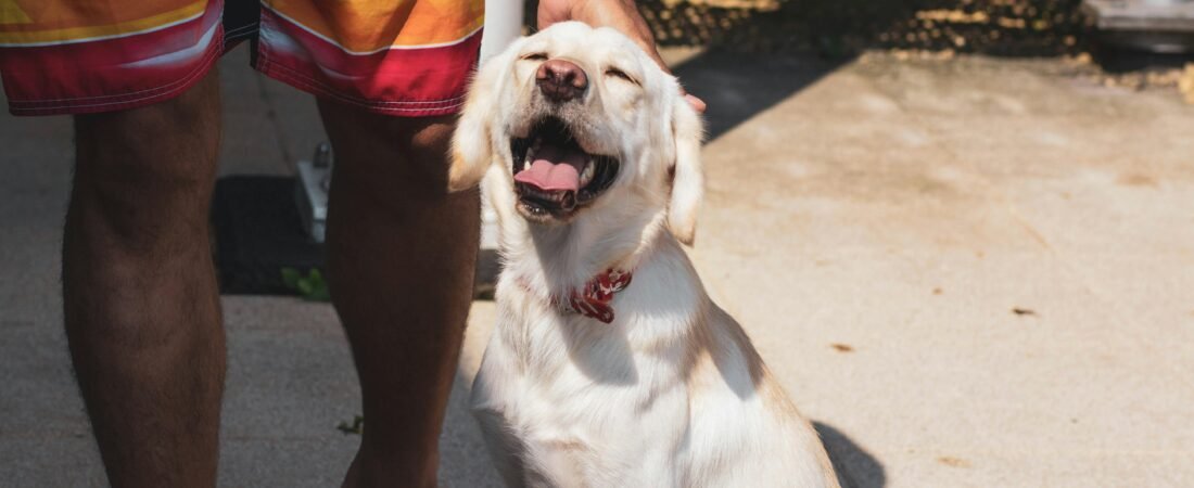 Best dog food brands for Labradors for 2025