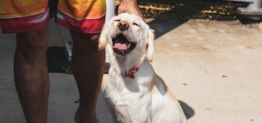 Best dog food brands for Labradors for 2025